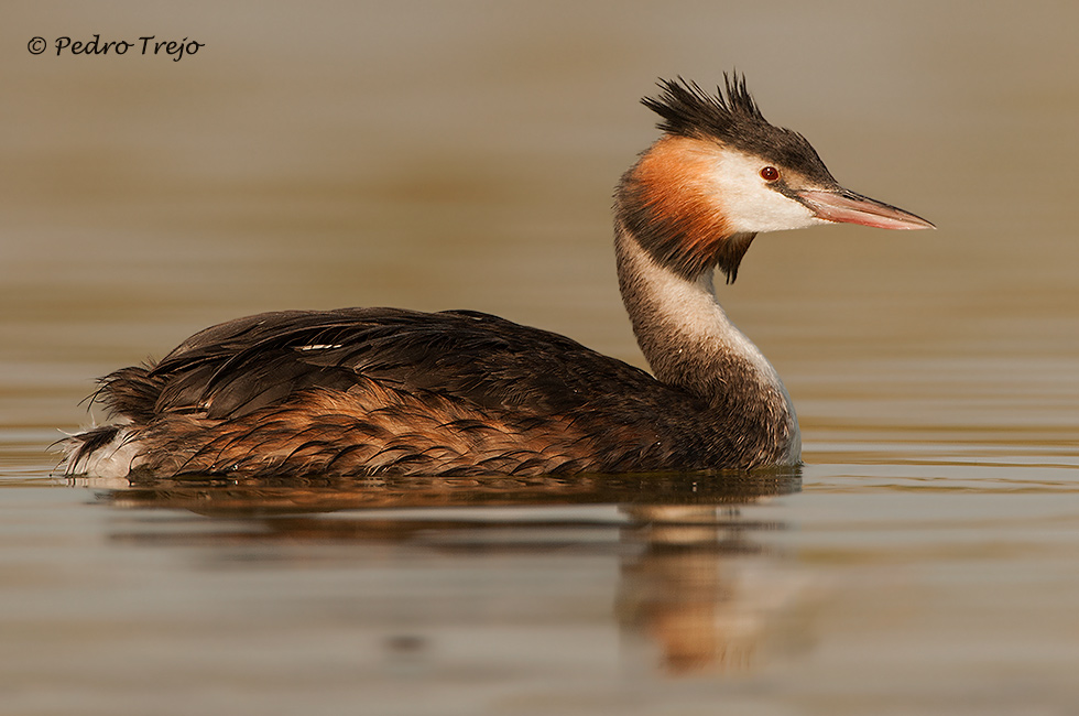 Somormujo lavando (Podiceps cristatus)